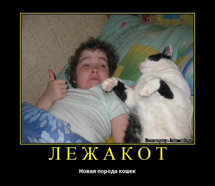 ЛЕЖАКОТ Новая порода кошек... Котоматрица: ЛЕЖАКОТ Новая порода кошек
