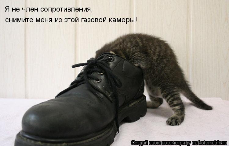 Я не член сопротивления, снимите меня из этой газовой камеры!... Котоматрица: Я не член сопротивления, снимите меня из этой газовой камеры!