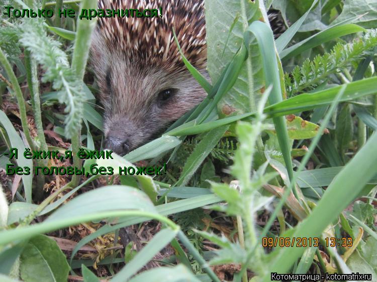Без головы,без ножек Только не дразниться! ! - -Я ёжик,я ёжик... Котоматрица: Без головы,без ножек Только не дразниться! ! - -Я ёжик,я ёжик