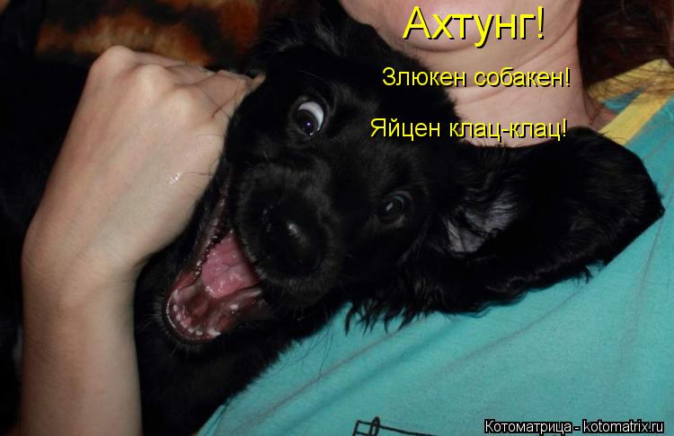 Котоматрица: Ахтунг! Злюкен собакен! Яйцен клац-клац!