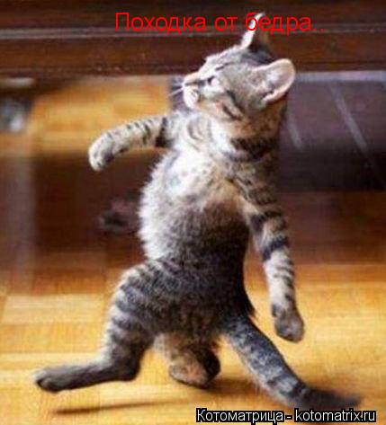Походка от бедра..... Котоматрица: Походка от бедра..
