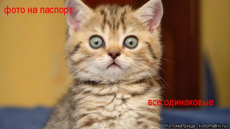 фото на паспорт все одинаковые... Котоматрица: фото на паспорт все одинаковые