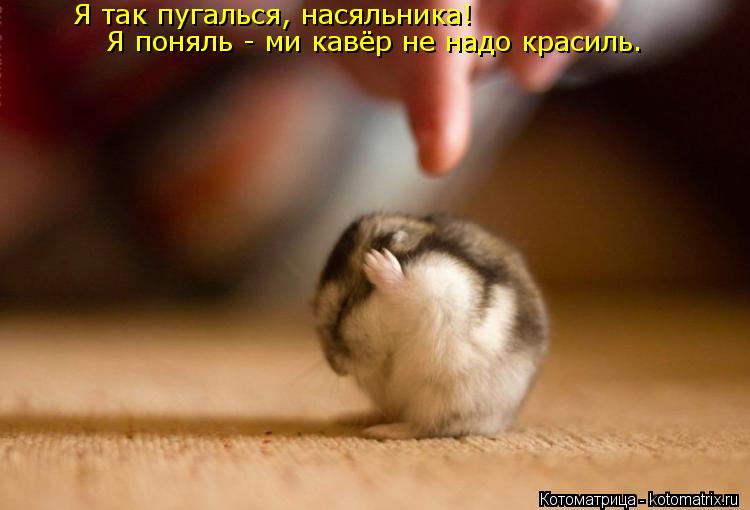 Я так пугалься, насяльника! Я поняль - ми кавёр не надо красиль.... Котоматрица: Я так пугалься, насяльника! Я поняль - ми кавёр не надо красиль.