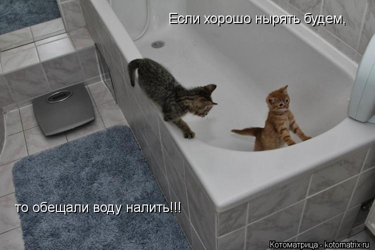 Если хорошо нырять будем, то обещали воду налить!!!... Котоматрица: Если хорошо нырять будем, то обещали воду налить!!!