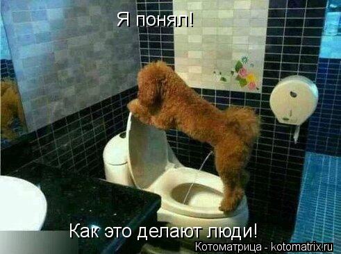 Я понял! Как это делают люди!... Котоматрица: Я понял! Как это делают люди!