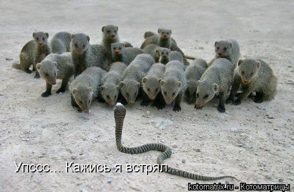 Упссс... Кажись я встрял...... Котоматрица: Упссс... Кажись я встрял...