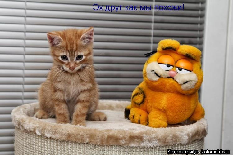 Эх друг как мы похожи!... Котоматрица: Эх друг как мы похожи!