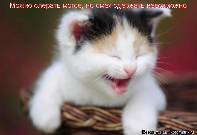 Можно слерать могое, но смех сдержать невозможно Можно слерать могое, но смех сдержать невозможно... Котоматрица: Можно слерать могое, но смех сдержать невозможно Можно слерать могое, но смех сдержать невозможно