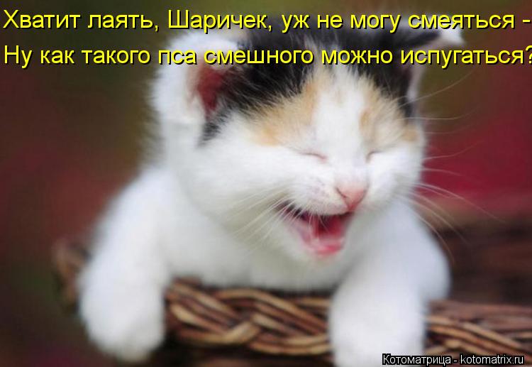 Хватит лаять, Шаричек, уж не могу смеяться - Ну как такого пса смешного можно испугаться?... Котоматрица: Хватит лаять, Шаричек, уж не могу смеяться - Ну как такого пса смешного можно испугаться?