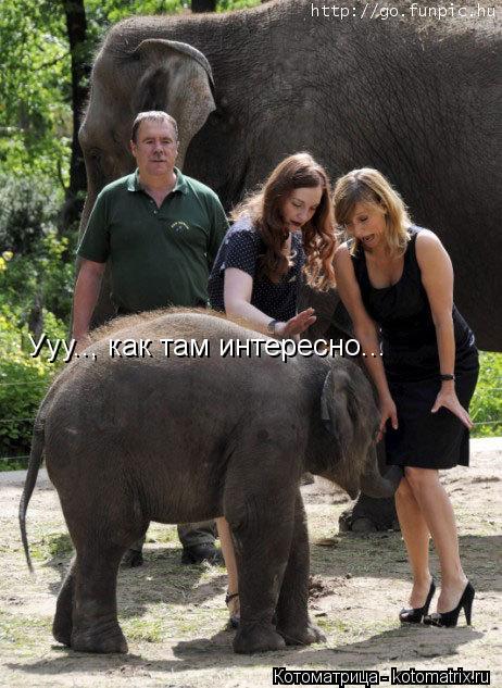 Ууу.., как там интересно...... Котоматрица: Ууу.., как там интересно...