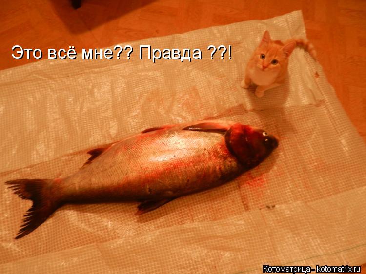 Это всё мне?? Правда ??!... Котоматрица: Это всё мне?? Правда ??!