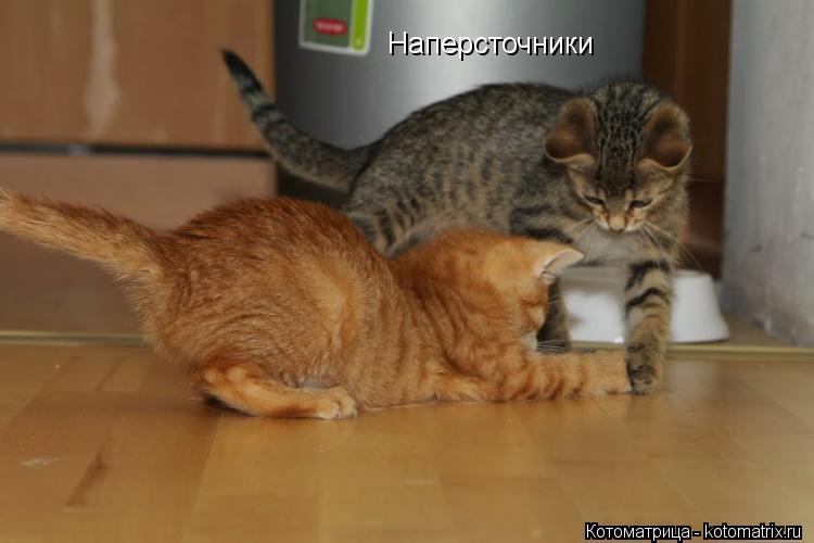 Наперсточники... Котоматрица: Наперсточники