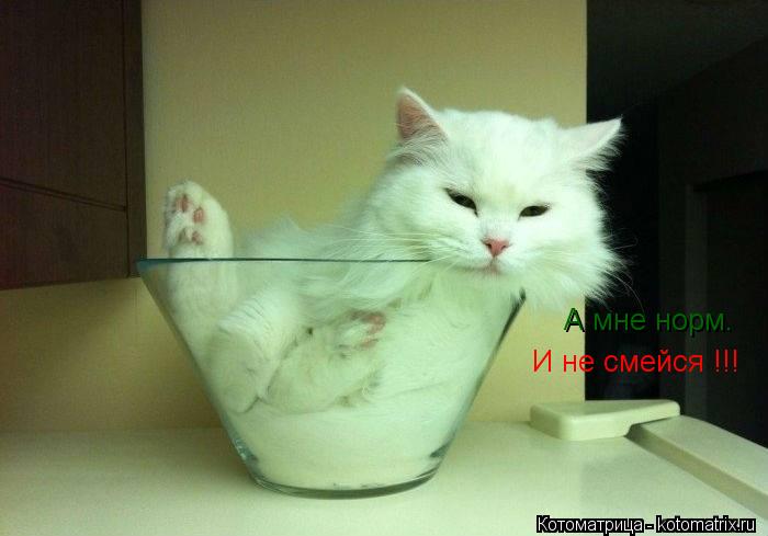 А мне норм. И не смейся !!!... Котоматрица: А мне норм. И не смейся !!!
