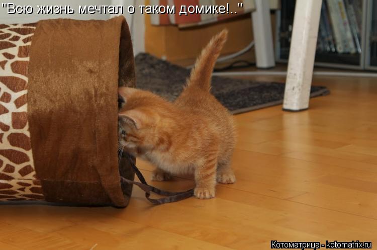 "Всю жизнь мечтал о таком домике!.."... Котоматрица: "Всю жизнь мечтал о таком домике!.."