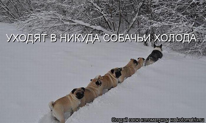 УХОДЯТ В НИКУДА СОБАЧЬИ ХОЛОДА...... Котоматрица: УХОДЯТ В НИКУДА СОБАЧЬИ ХОЛОДА...