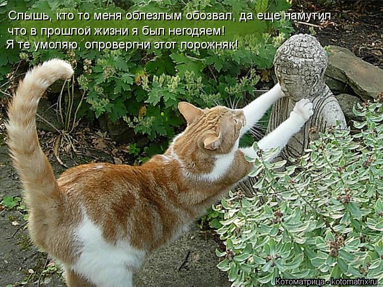 Я те умоляю, опровергни этот порожняк! Слышь, кто то меня облезлым обозвал, да еще намутил что в прош... Котоматрица: Я те умоляю, опровергни этот порожняк! Слышь, кто то меня облезлым обозвал, да еще намутил что в прошлой жизни я был негодяем!