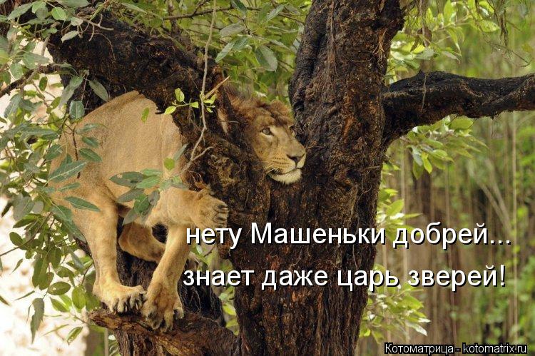 нету Машеньки добрей... знает даже царь зверей!... Котоматрица: нету Машеньки добрей... знает даже царь зверей!