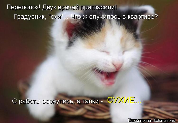Переполох! Двух врачей пригласили! Градусник, "охи"... Что ж случилось в квартире? С работы вернулись... Котоматрица: Переполох! Двух врачей пригласили! Градусник, "охи"... Что ж случилось в квартире? С работы вернулись, а тапки - СУХИЕ...