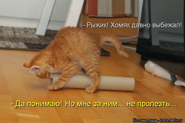 - Рыжик! Хомяк давно выбежал! - Да понимаю! Но мне за ним... не пролезть...... Котоматрица: - Рыжик! Хомяк давно выбежал! - Да понимаю! Но мне за ним... не пролезть...