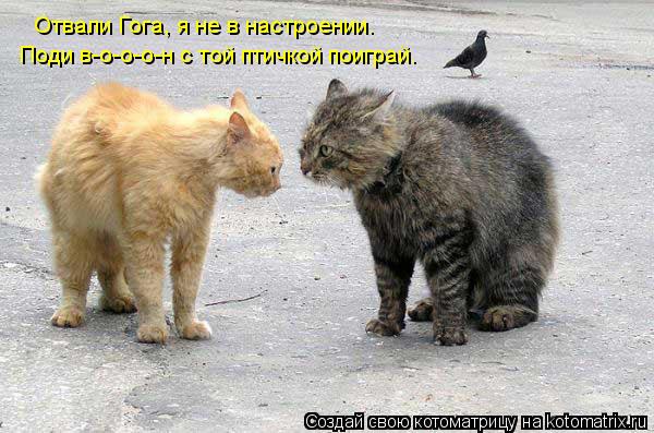 Отвали Гога, я не в настроении. Поди в-о-о-о-н с той птичкой поиграй.... Котоматрица: Отвали Гога, я не в настроении. Поди в-о-о-о-н с той птичкой поиграй.