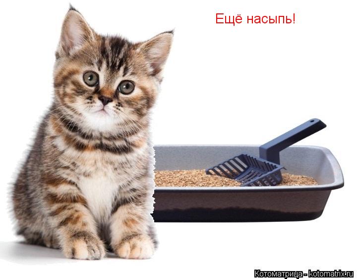 Ещё насыпь!... Котоматрица: Ещё насыпь!