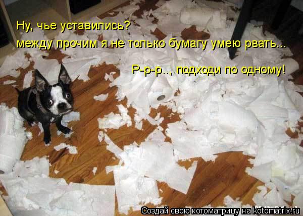 между прочим я не только бумагу умею рвать... Ну, чье уставились? Р-р-р.., подходи по одному!... Котоматрица: между прочим я не только бумагу умею рвать... Ну, чье уставились? Р-р-р.., подходи по одному!