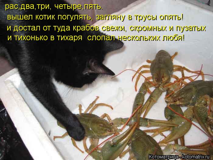 рас,два,три, четыре,пять. вышел котик погулять, загляну в трусы опять! и достал от туда крабов свежи,... Котоматрица: рас,два,три, четыре,пять. вышел котик погулять, загляну в трусы опять! и достал от туда крабов свежи, скромных и пузатых и тихонько в тихаря с