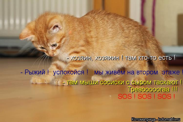 - хозяин, хозяиин ! там кто-то есть ! - Рыжий ! успокойся ! мы живём на втором этаже ! - там мыш... Котоматрица: - хозяин, хозяиин ! там кто-то есть ! - Рыжий ! успокойся ! мы живём на втором этаже ! - там мыши сосиски с сыром таскают ! Тревооооогаа !!! SOS ! SOS