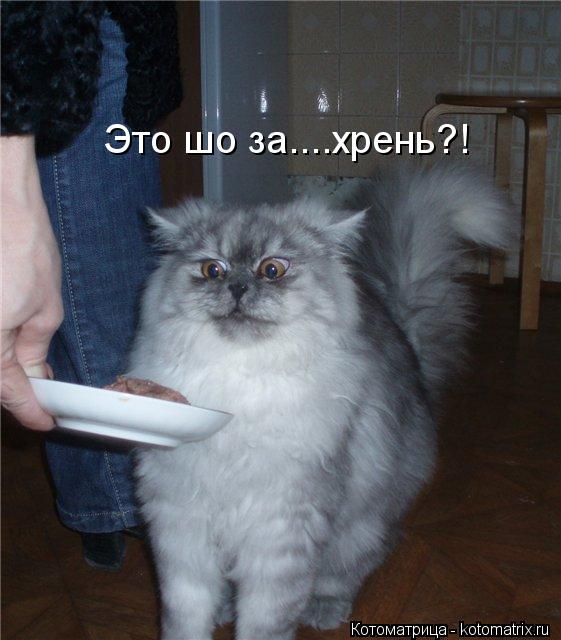 Это шо за....хрень?!... Котоматрица: Это шо за....хрень?!