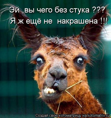 Эй ,вы чего без стука ??? Я ж ещё не накрашена !!!... Котоматрица: Эй ,вы чего без стука ??? Я ж ещё не накрашена !!!