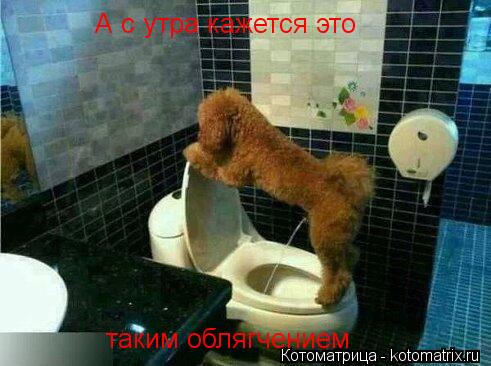 А с утра кажется это таким облягчением... Котоматрица: А с утра кажется это таким облягчением