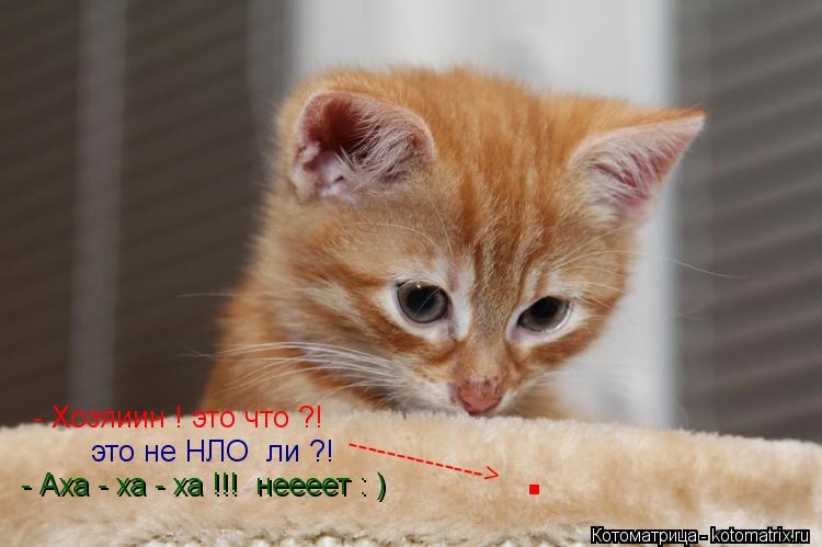 . - Хозяиин ! это что ?! --------------> это не НЛО ли ?! - Аха - ха - ха !!! неееет : )... Котоматрица: . - Хозяиин ! это что ?! --------------> это не НЛО ли ?! - Аха - ха - ха !!! неееет : )