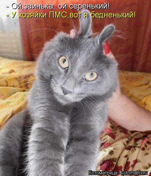 - У хозяйки ПМС,вот я бедненький! - Ой,заинька, ой серенький!... Котоматрица: - У хозяйки ПМС,вот я бедненький! - Ой,заинька, ой серенький!