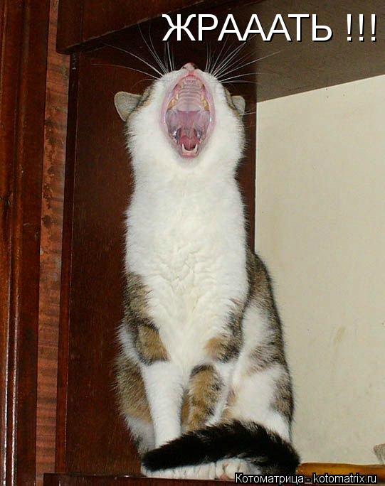 ЖРАААТЬ !!!... Котоматрица: ЖРАААТЬ !!!