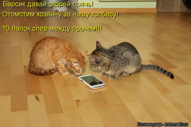 10 палок спёр между прочем!!! Барсик давай скорей прячь! Отомстим хозяину за нашу колбасу!... Котоматрица: 10 палок спёр между прочем!!! Барсик давай скорей прячь! Отомстим хозяину за нашу колбасу!