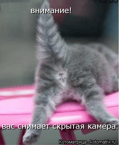 внимание! вас снимает скрытая камера.... Котоматрица: внимание! вас снимает скрытая камера.