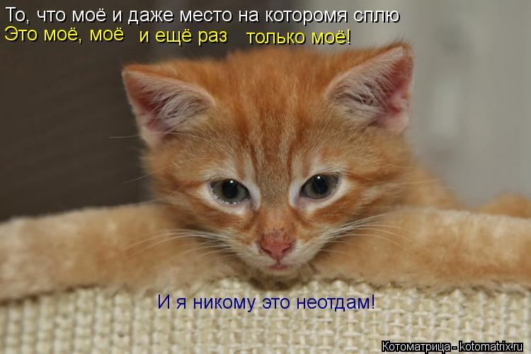 То, что моё и даже место на которомя сплю Это моё, моё и ещё раз только моё! И я никому это неотдам!... Котоматрица: То, что моё и даже место на которомя сплю Это моё, моё и ещё раз только моё! И я никому это неотдам!