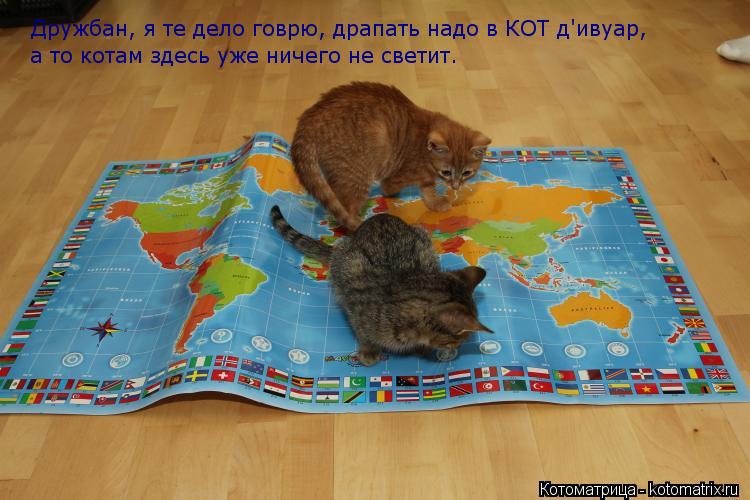 Дружбан, я те дело говрю, драпать надо в КОТ д'ивуар, а то котам здесь уже ничего не светит.... Котоматрица: Дружбан, я те дело говрю, драпать надо в КОТ д'ивуар, а то котам здесь уже ничего не светит.