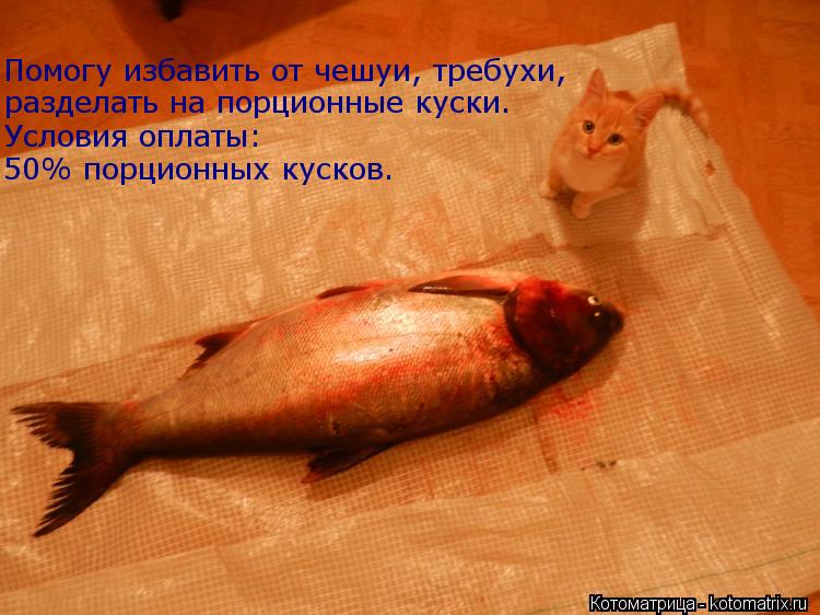 разделать на порционные куски. Условия оплаты: 50% порционных кусков. Помогу избавить от чешуи, требу... Котоматрица: разделать на порционные куски. Условия оплаты: 50% порционных кусков. Помогу избавить от чешуи, требухи,