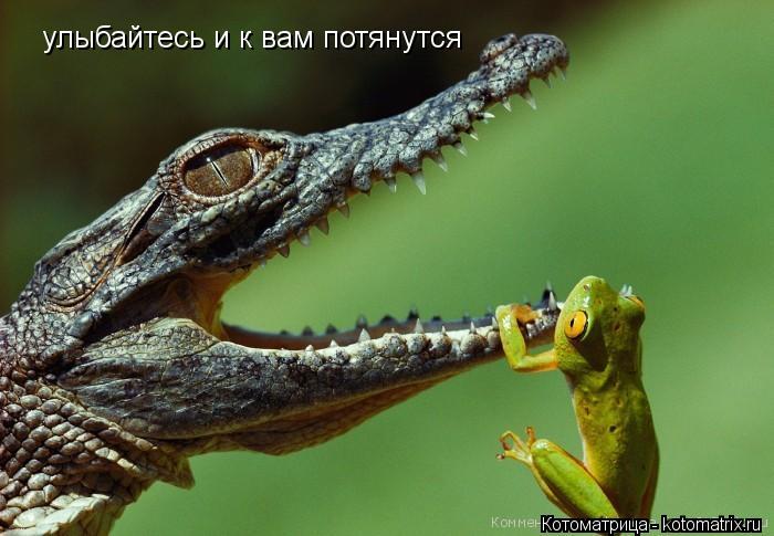 улыбайтесь и к вам потянутся... Котоматрица: улыбайтесь и к вам потянутся