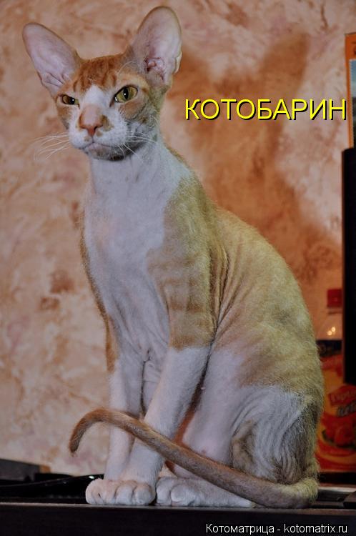 КОТОБАРИН... Котоматрица: КОТОБАРИН