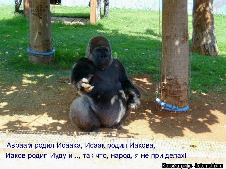 Авраам родил Исаака; Исаак родил Иакова; Иаков родил Иуду и .., так что, народ, я не при делах!... Котоматрица: Авраам родил Исаака; Исаак родил Иакова; Иаков родил Иуду и .., так что, народ, я не при делах!