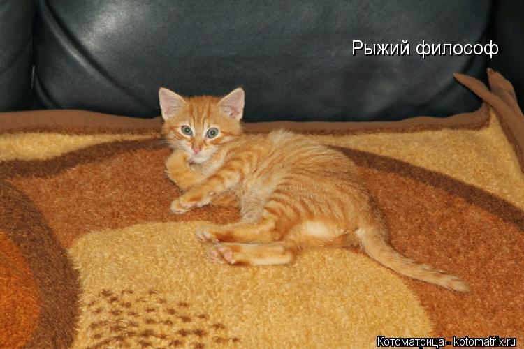 Рыжий философ... Котоматрица: Рыжий философ