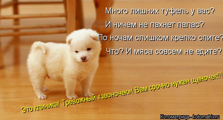 Много лишних туфель у вас? И ничем не пахнет палас? По ночам слишком крепко спите? Что? И мяса совсем... Котоматрица: Много лишних туфель у вас? И ничем не пахнет палас? По ночам слишком крепко спите? Что? И мяса совсем не едите? Это клиника! Тревожный «звоноч