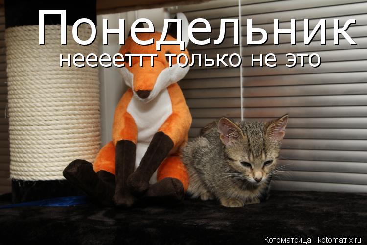 Понедельник нееееттт только не это... Котоматрица: Понедельник нееееттт только не это