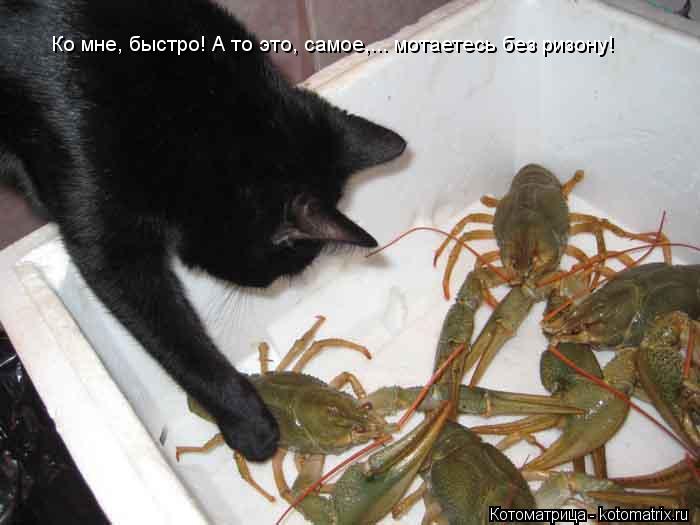 Ко мне, быстро! А то это, самое,... мотаетесь без ризону!... Котоматрица: Ко мне, быстро! А то это, самое,... мотаетесь без ризону!