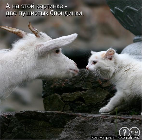 А на этой картинке - две пушистых блондинки.... Котоматрица: А на этой картинке - две пушистых блондинки.