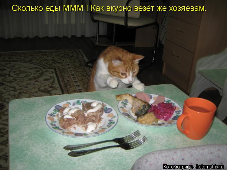 Сколько еды МММ ! Как вкусно везёт же хозяевам.... Котоматрица: Сколько еды МММ ! Как вкусно везёт же хозяевам.