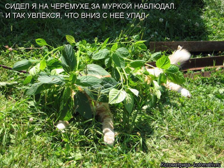 СИДЕЛ Я НА ЧЕРЁМУХЕ,ЗА МУРКОЙ НАБЛЮДАЛ. И ТАК УВЛЁКСЯ, ЧТО ВНИЗ С НЕЁ УПАЛ.... Котоматрица: СИДЕЛ Я НА ЧЕРЁМУХЕ,ЗА МУРКОЙ НАБЛЮДАЛ. И ТАК УВЛЁКСЯ, ЧТО ВНИЗ С НЕЁ УПАЛ.