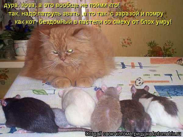 дура, коза, а это вообще не пойми кто! так, надо патруль звать ,а то так с заразой и помру как кот ... Котоматрица: дура, коза, а это вообще не пойми кто! так, надо патруль звать ,а то так с заразой и помру как кот бездомный в пастели со смеху от блох умру!